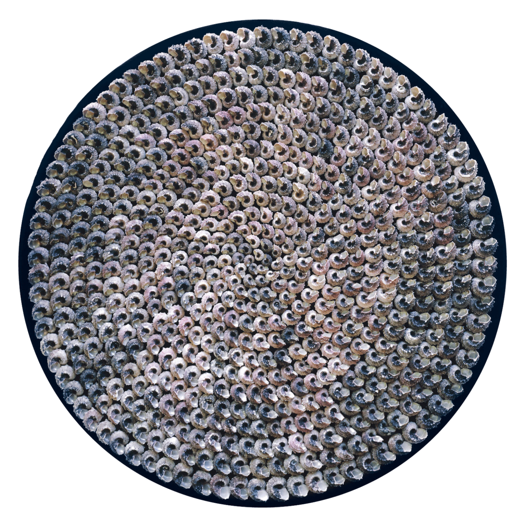 Uit de serie Reflectie: wandobject met honderden Angaria slakkenhuizen op zijden fluweel. Ø 97cm. Het parelmoer reflecteert het opvallende licht.
